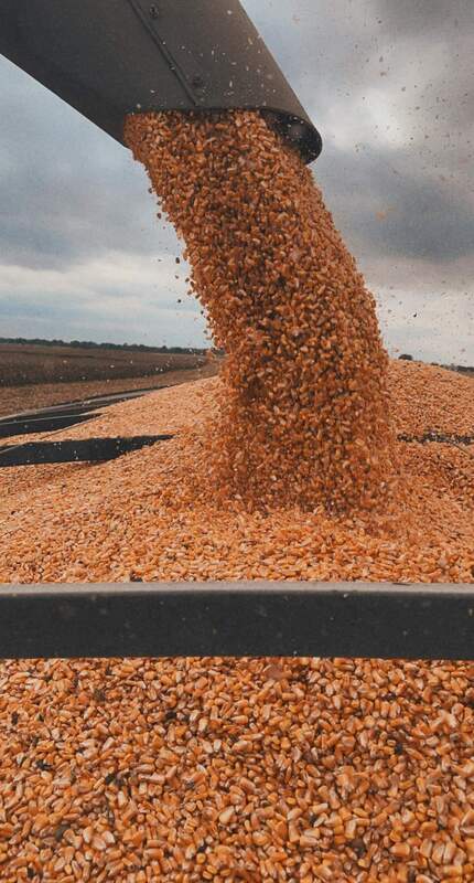 corn being dumped from combine
