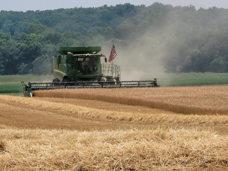 combine in wheat field 